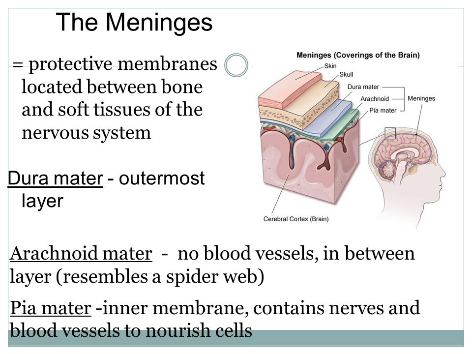 The Meninges = protective membranes located between bone and soft tissues of the nervous system Dura mater - outermost layer Arachnoid mater - no blood vessels, in between layer (resembles a spider web) Pia mater -inner membrane, contains nerves and blood vessels to nourish cells