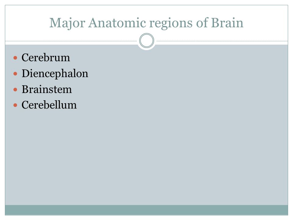 Major Anatomic regions of Brain Cerebrum Diencephalon Brainstem Cerebellum