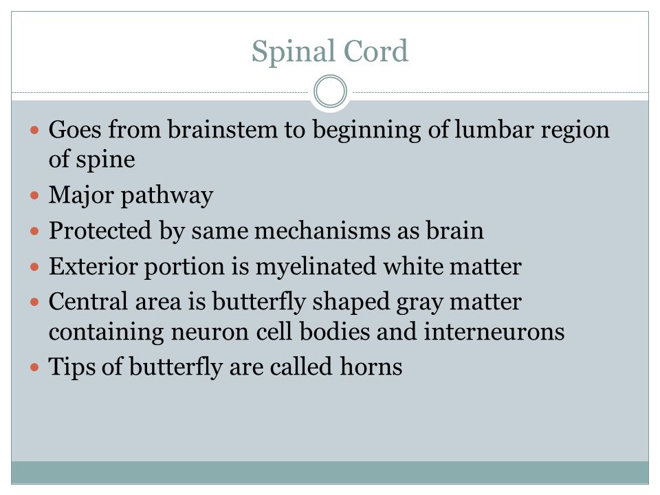 Spinal Cord Goes from brainstem to beginning of lumbar region of spine Major pathway Protected by same mechanisms as brain Exterior portion is myelinated white matter Central area is butterfly shaped gray matter containing neuron cell bodies and interneurons Tips of butterfly are called horns