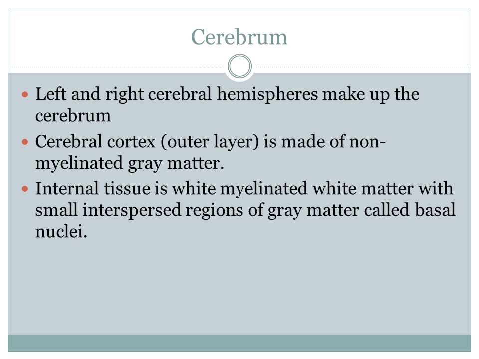 Left and right cerebral hemispheres make up the cerebrum Cerebral cortex (outer layer) is made of non- myelinated gray matter.