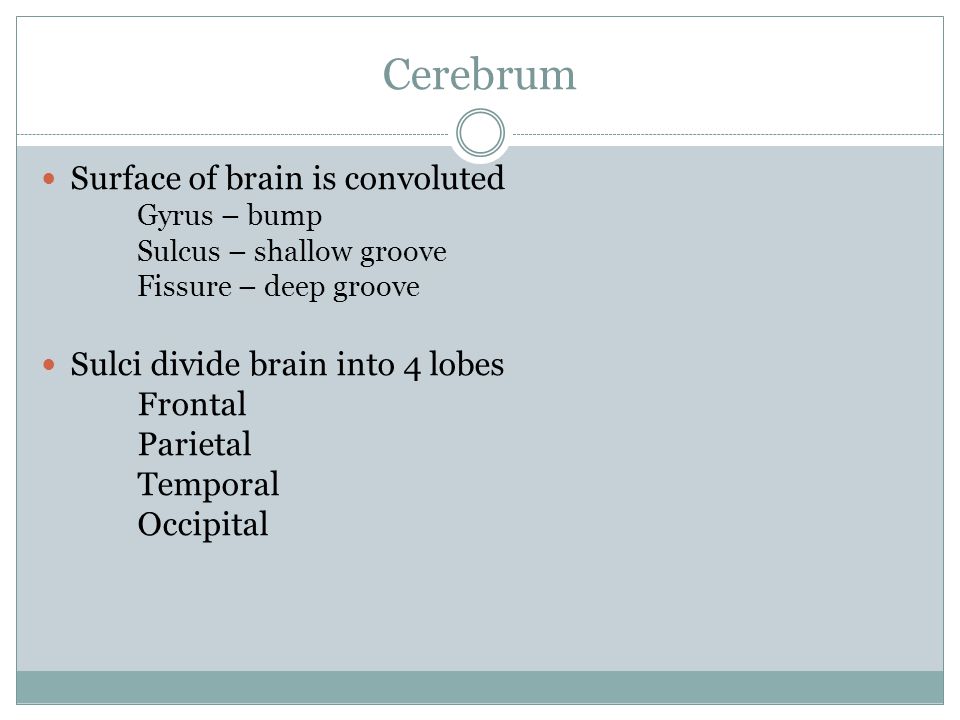 Cerebrum Surface of brain is convoluted Gyrus – bump Sulcus – shallow groove Fissure – deep groove Sulci divide brain into 4 lobes Frontal Parietal Temporal Occipital