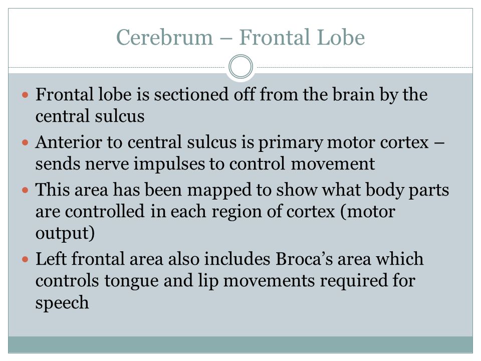 Cerebrum – Frontal Lobe Frontal lobe is sectioned off from the brain by the central sulcus Anterior to central sulcus is primary motor cortex – sends nerve impulses to control movement This area has been mapped to show what body parts are controlled in each region of cortex (motor output) Left frontal area also includes Broca’s area which controls tongue and lip movements required for speech