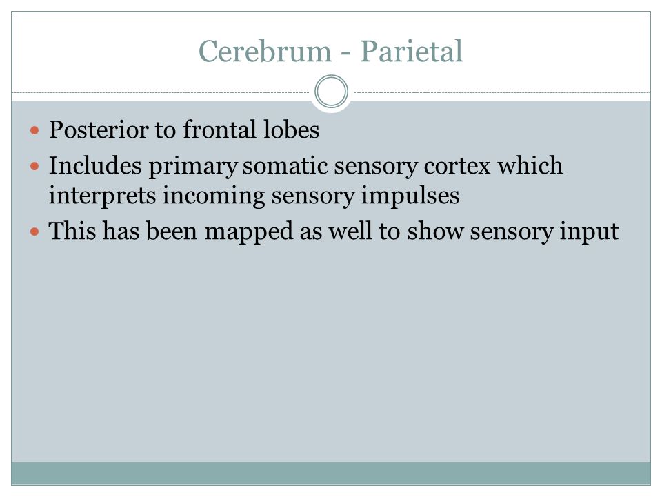 Cerebrum - Parietal Posterior to frontal lobes Includes primary somatic sensory cortex which interprets incoming sensory impulses This has been mapped as well to show sensory input