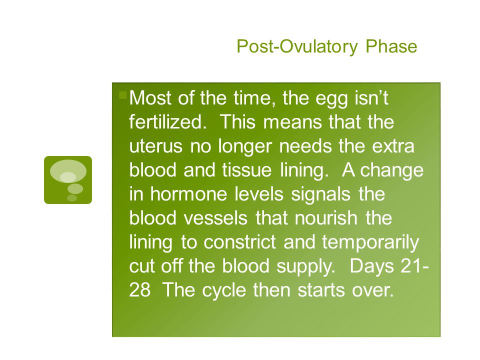 Post-Ovulatory Phase  Most of the time, the egg isn’t fertilized.