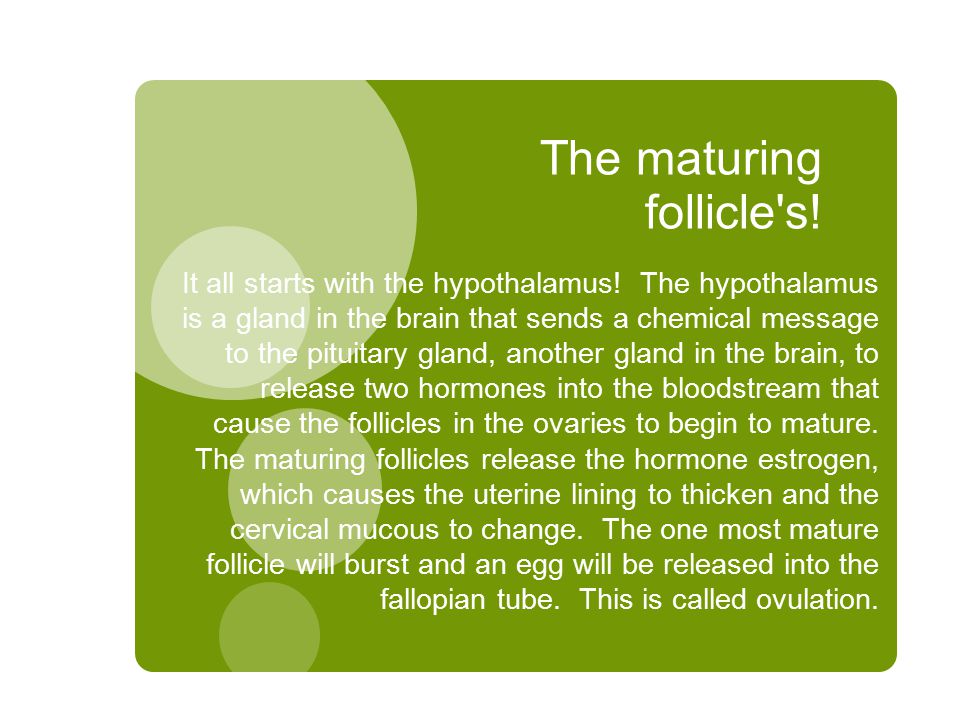 The maturing follicle s. It all starts with the hypothalamus.