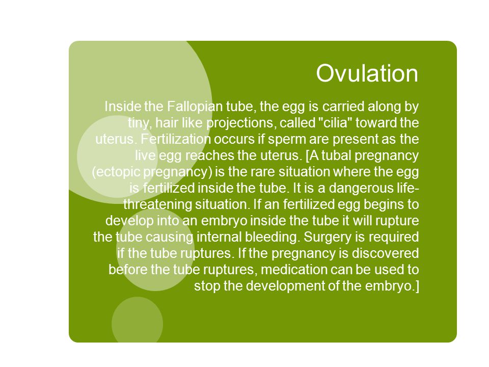 Ovulation Inside the Fallopian tube, the egg is carried along by tiny, hair like projections, called cilia toward the uterus.