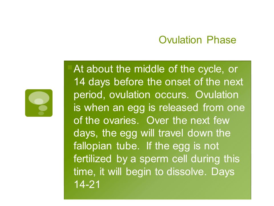 Ovulation Phase  At about the middle of the cycle, or 14 days before the onset of the next period, ovulation occurs.