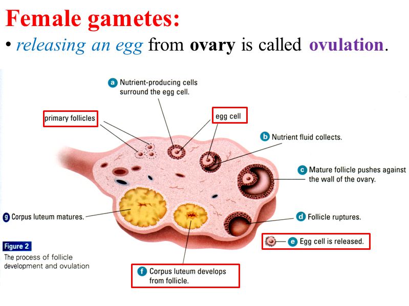 a mature egg cell A mature egg cell