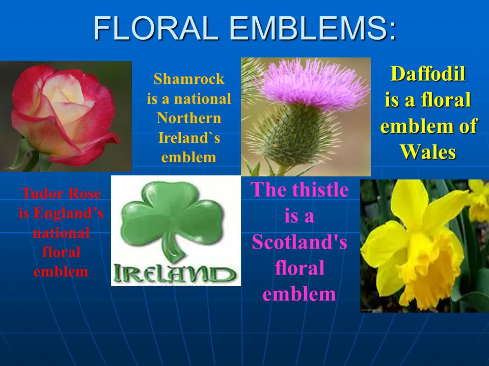 FLORAL EMBLEMS: Tudor Rose is England’s national floral emblem Shamrock is a national Northern Ireland`s emblem The thistle is a Scotland s floral emblem Daffodil is a floral emblem of Wales