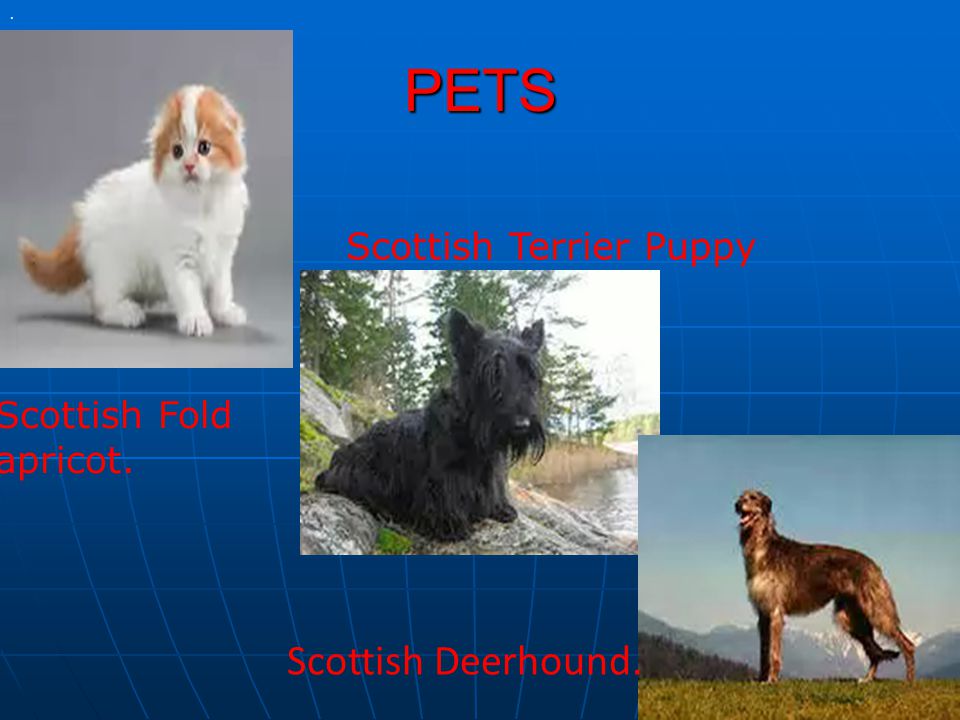 PETS Scottish Terrier Puppy. Scottish Deerhound. Scottish Fold apricot.