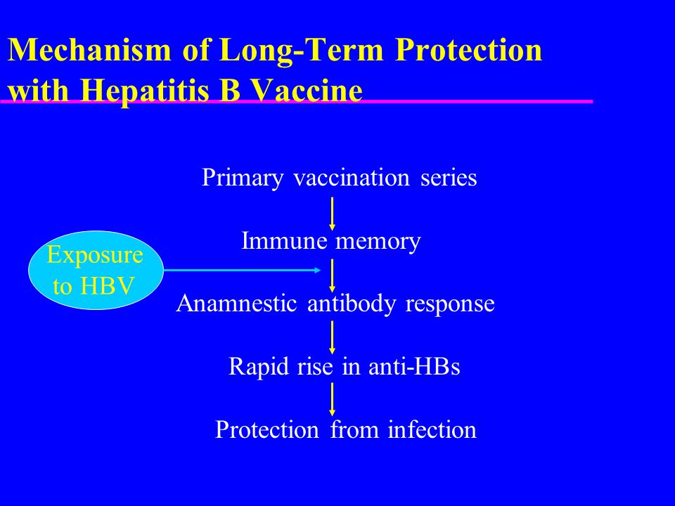 Mechanism of Long-Term Protection with Hepatitis B Vaccine Primary vaccination series Immune memory Anamnestic antibody response Rapid rise in anti-HBs Protection from infection Exposure to HBV