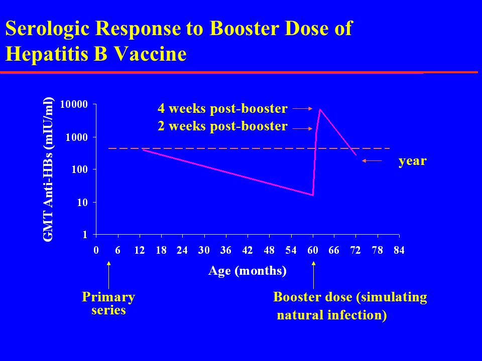 Serologic Response to Booster Dose of Hepatitis B Vaccine Primary series Booster dose (simulating natural infection) Source: Williams, CDC 2 weeks post-booster 4 weeks post-booster 1 year post-booster