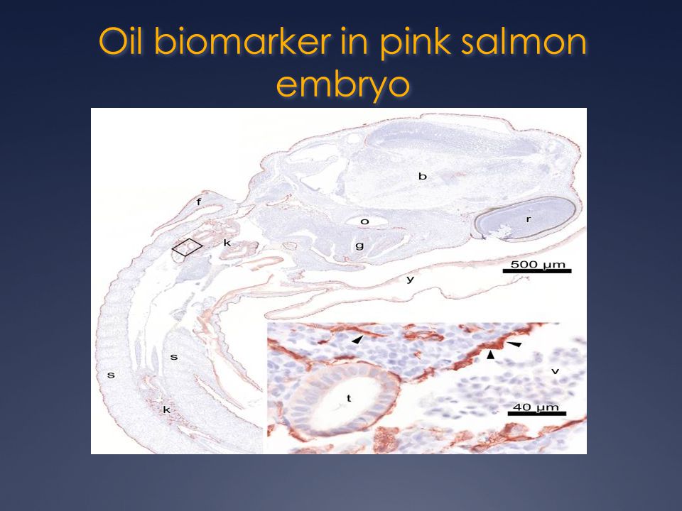 Oil biomarker in pink salmon embryo