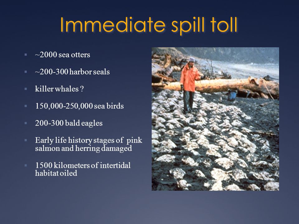 Immediate spill toll  ~2000 sea otters  ~ harbor seals  killer whales .