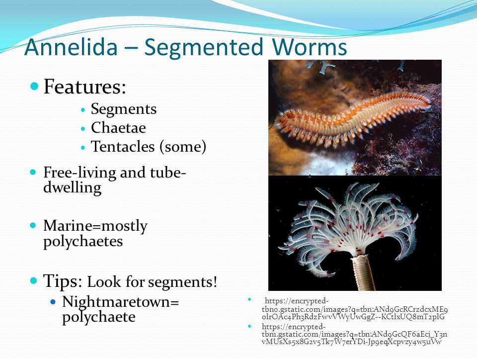 platyhelminthes  nematode și annelida după tratamentul helmintelor