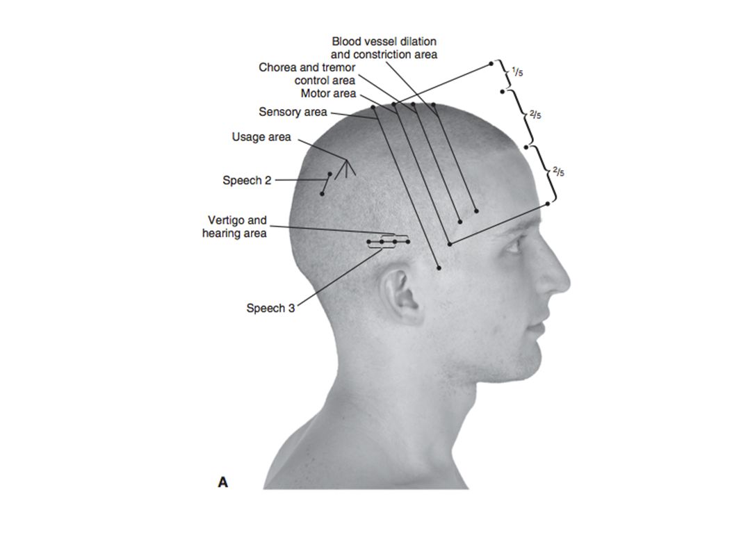 Зона затылка. Зоны краниопунктуры на голове. Скальпотерапия зоны. Краниопунктура воздействие на зоны головы. Затылочная зона головы.