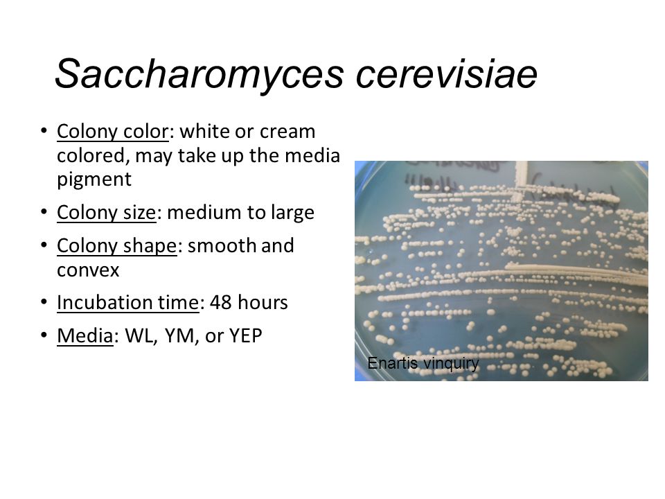 Saccharomyces cerevisiae Colony color: white or cream colored, may take up the media pigment Colony size: medium to large Colony shape: smooth and convex Incubation time: 48 hours Media: WL, YM, or YEP Enartis vinquiry