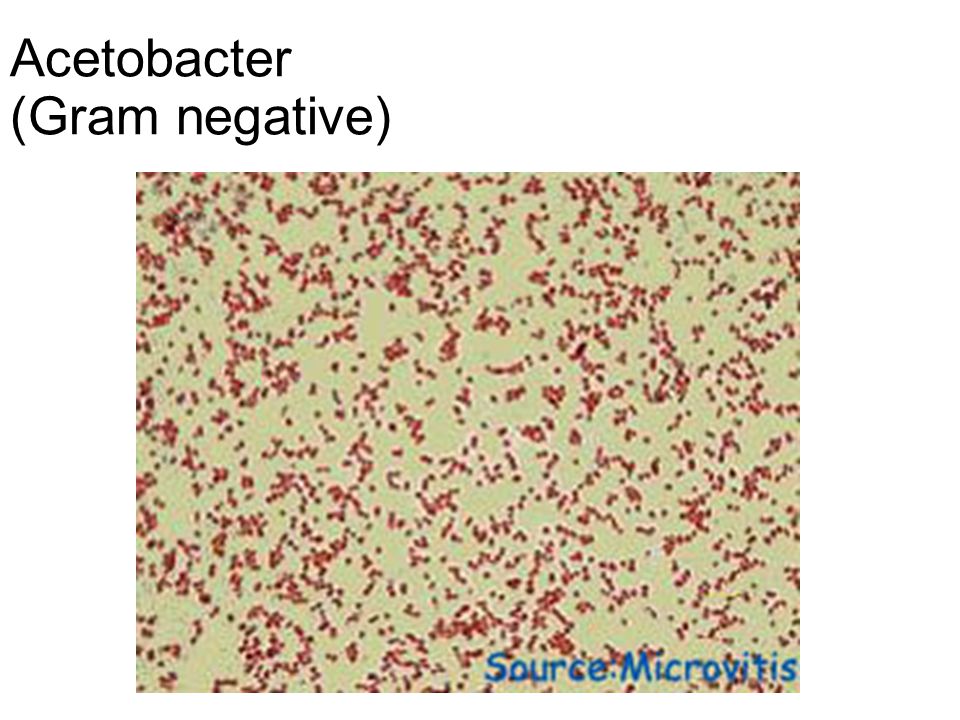 Acetobacter (Gram negative)