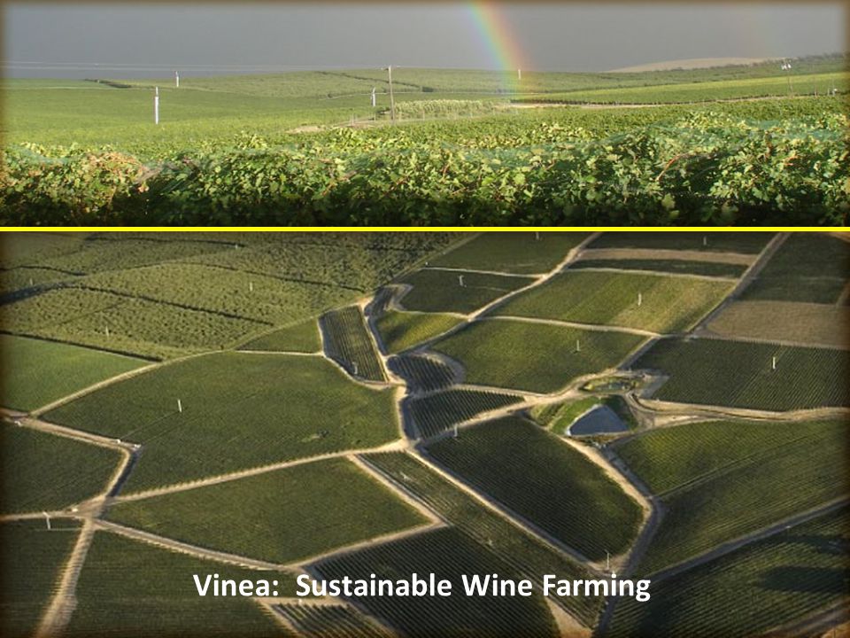 Vinea: Sustainable Wine Farming