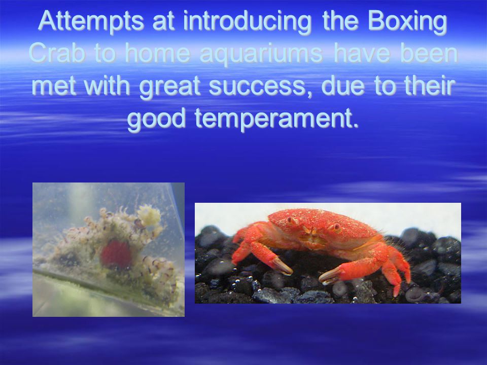 Attempts at introducing the Boxing Crab to home aquariums have been met with great success, due to their good temperament.