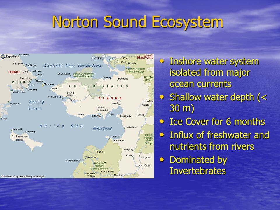 Norton Sound Ecosystem Inshore water system isolated from major ocean currents Inshore water system isolated from major ocean currents Shallow water depth (< 30 m) Shallow water depth (< 30 m) Ice Cover for 6 months Ice Cover for 6 months Influx of freshwater and nutrients from rivers Influx of freshwater and nutrients from rivers Dominated by Invertebrates Dominated by Invertebrates