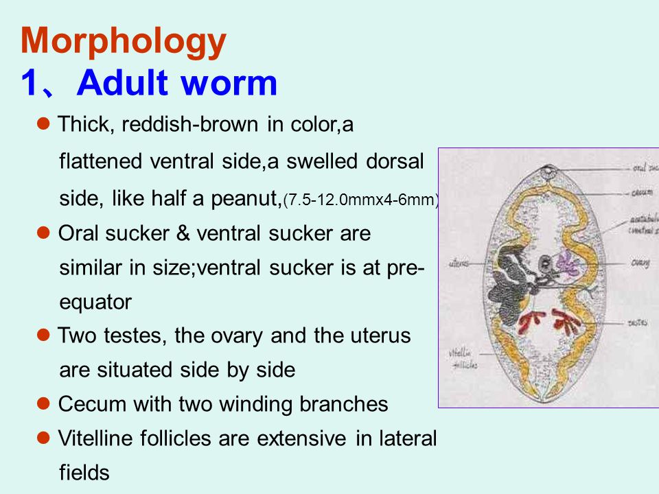 Trematodes (Flukes) Department of Parasitology, Xiangya Medical School,  Central South University. - ppt download