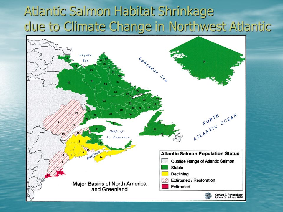 Atlantic Salmon Habitat Shrinkage due to Climate Change in Northwest Atlantic