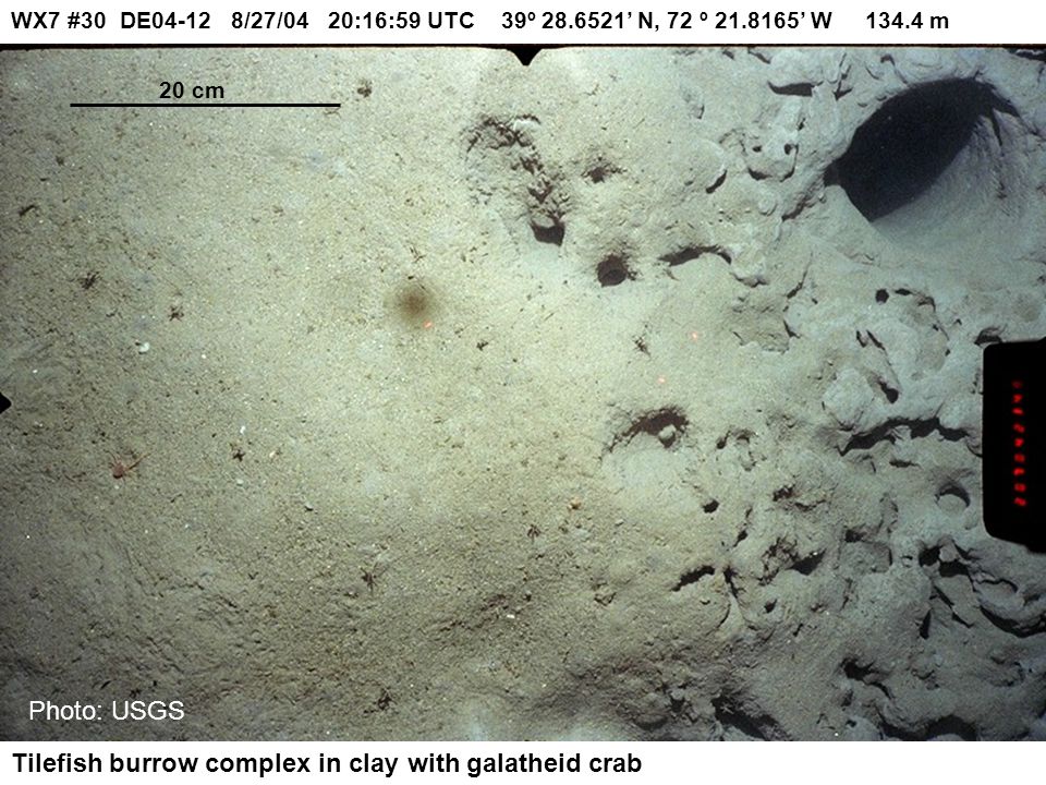 Tilefish burrow complex in clay with galatheid crab Photo: USGS 20 cm WX7 #30 DE /27/04 20:16:59 UTC 39º ’ N, 72 º ’ W m