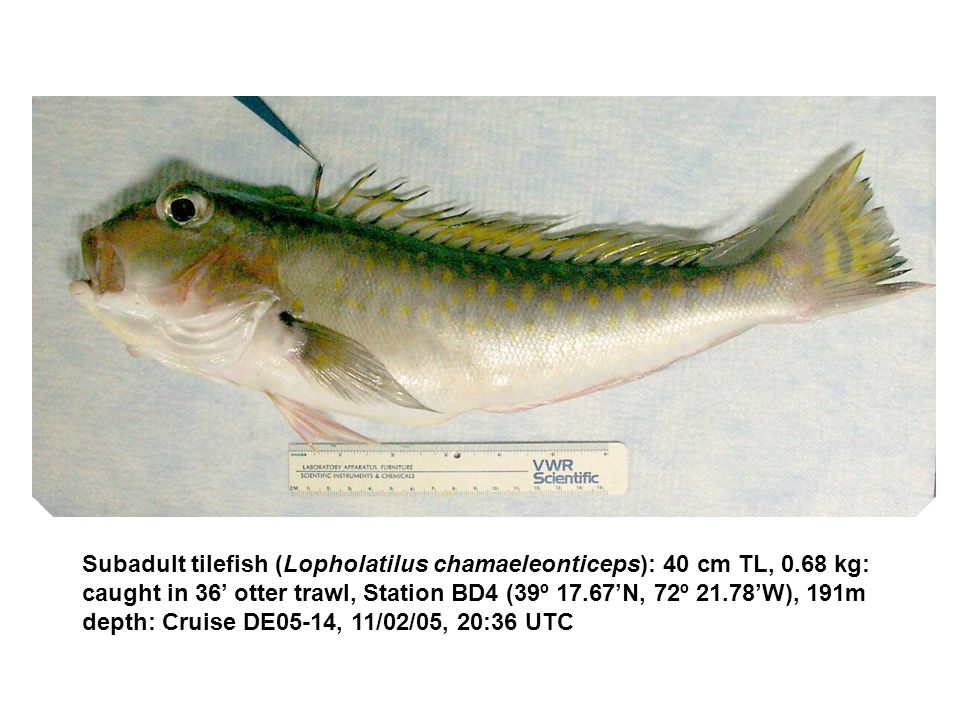 Subadult tilefish (Lopholatilus chamaeleonticeps): 40 cm TL, 0.68 kg: caught in 36’ otter trawl, Station BD4 (39º 17.67’N, 72º 21.78’W), 191m depth: Cruise DE05-14, 11/02/05, 20:36 UTC