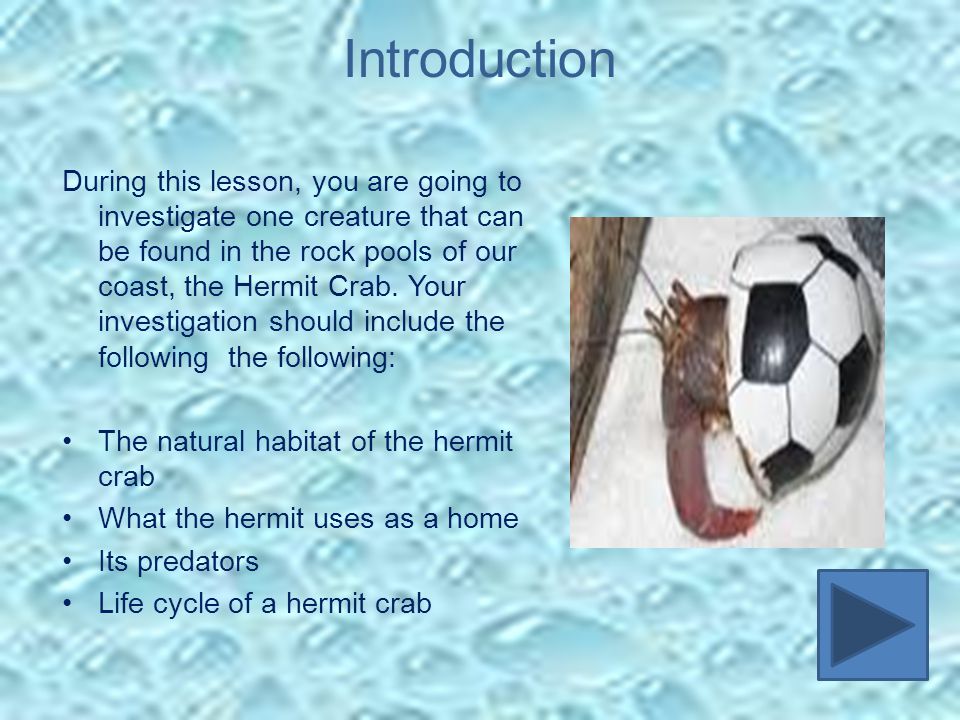Introduction During this lesson, you are going to investigate one creature that can be found in the rock pools of our coast, the Hermit Crab.