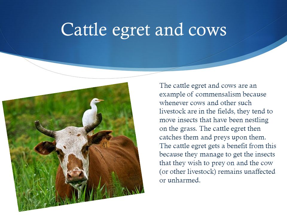 Here Are Some Examples Of Commensalism Cattle Egret And Cows The
