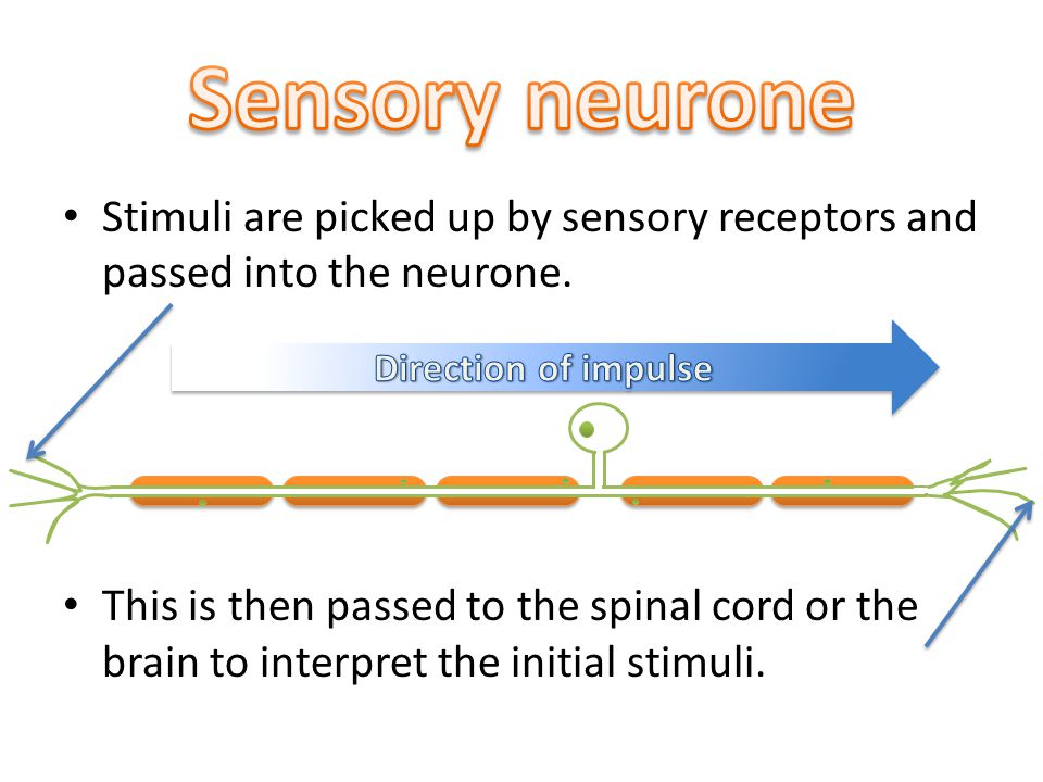 Stimuli are picked up by sensory receptors and passed into the neurone.