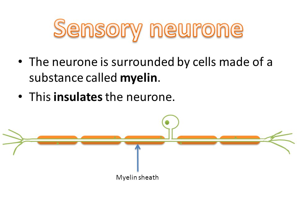The neurone is surrounded by cells made of a substance called myelin.