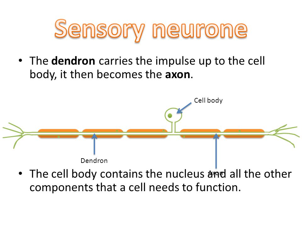 The dendron carries the impulse up to the cell body, it then becomes the axon.