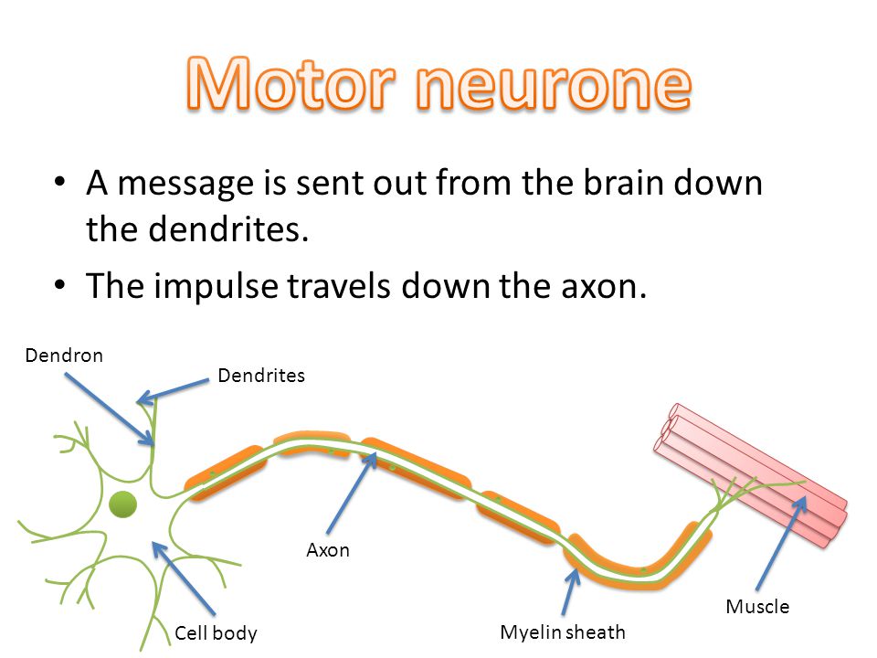 A message is sent out from the brain down the dendrites.