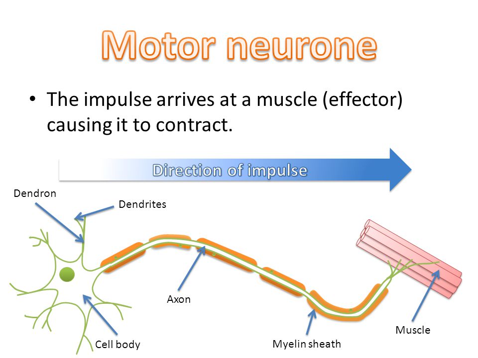 The impulse arrives at a muscle (effector) causing it to contract.