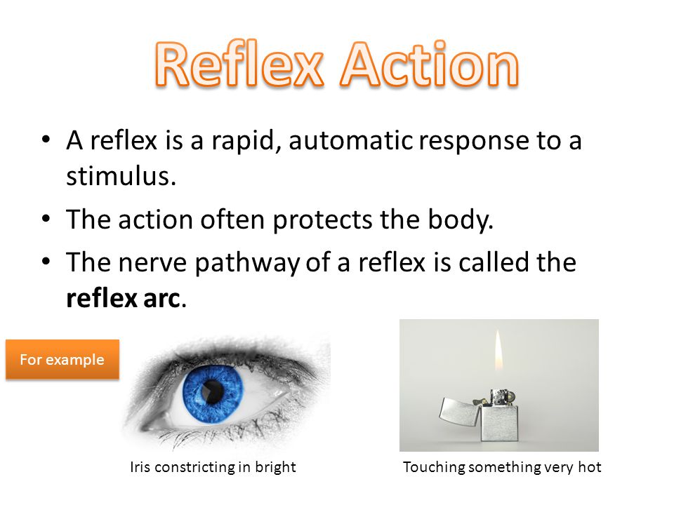 A reflex is a rapid, automatic response to a stimulus.