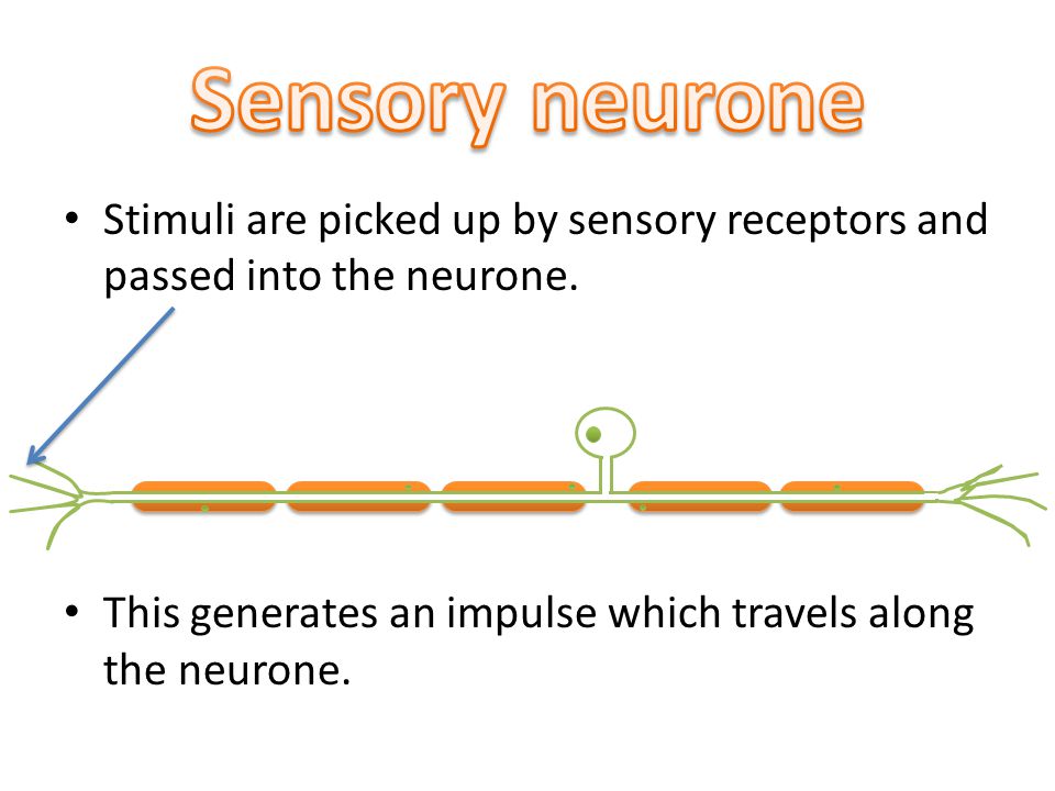 This generates an impulse which travels along the neurone.