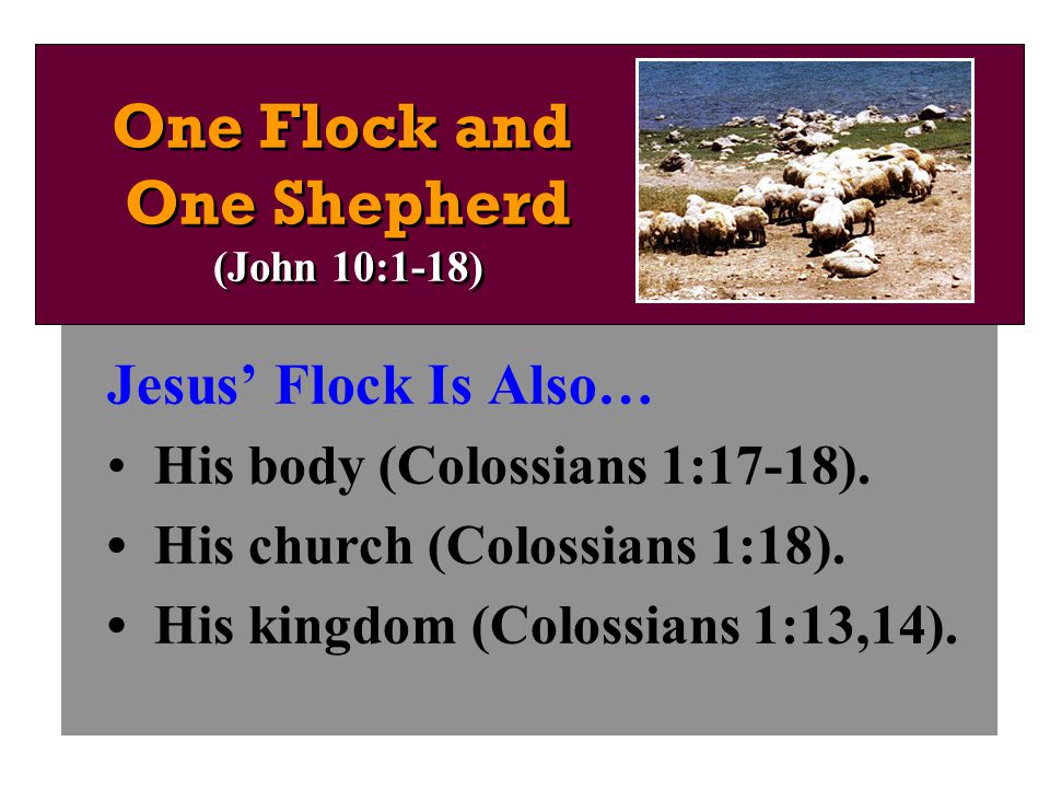 Jesus’ Flock Is Also… His body (Colossians 1:17-18).