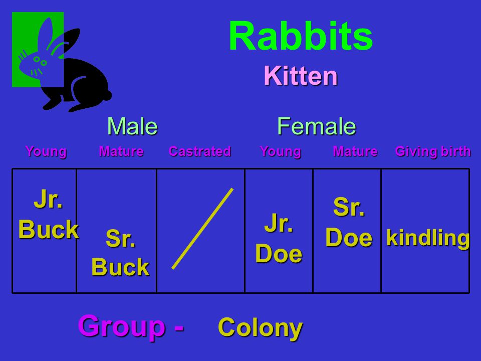 Rabbits Jr.