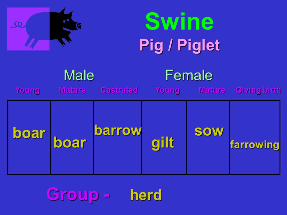 Swine boar Young Mature Castrated Young Mature Giving birth Young Mature Castrated Young Mature Giving birth MaleFemale boar barrow gilt sow farrowing Pig / Piglet Group - herd