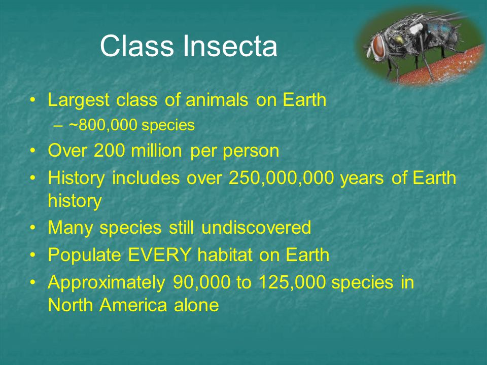 Insect Biology Entomology 2. Phylum Arthropoda Largest phylum on Earth –75%  of all living species Class Arachnida (spiders, ticks, scorpions…) Class  Crustacea. - ppt download