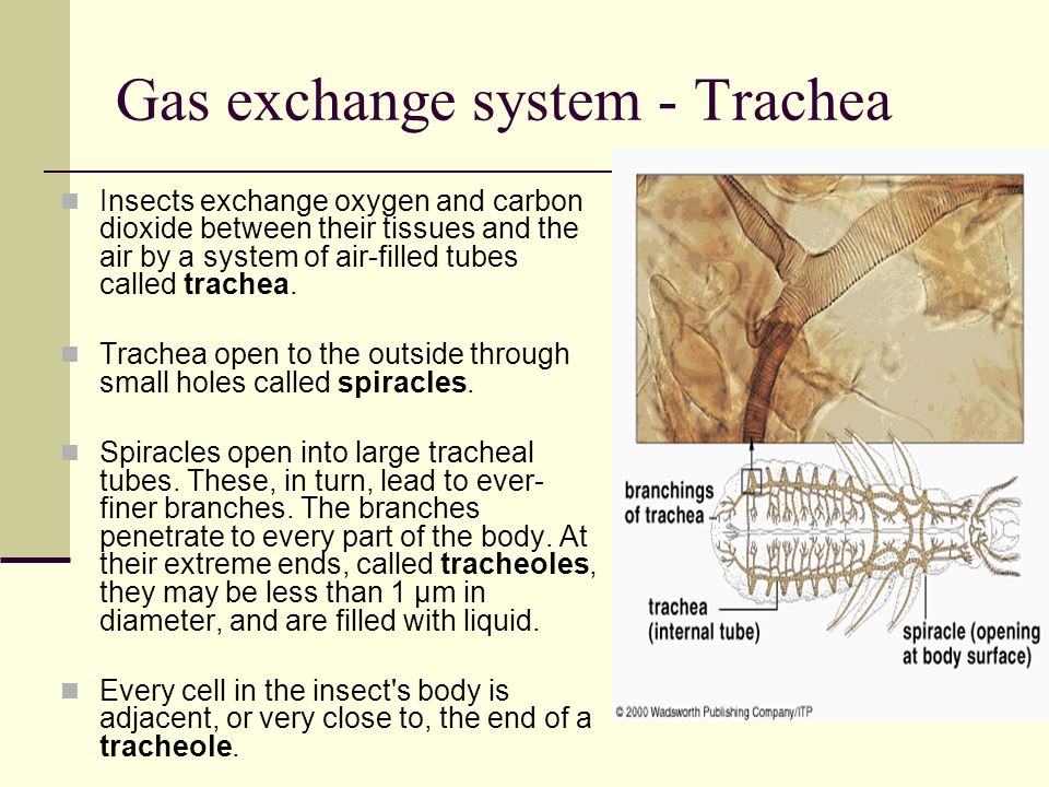 Trachea systems Insects. The life of an Insect Most insects are small  terrestrial animals (live on land). They have a large surface area to  volume ratio. - ppt download