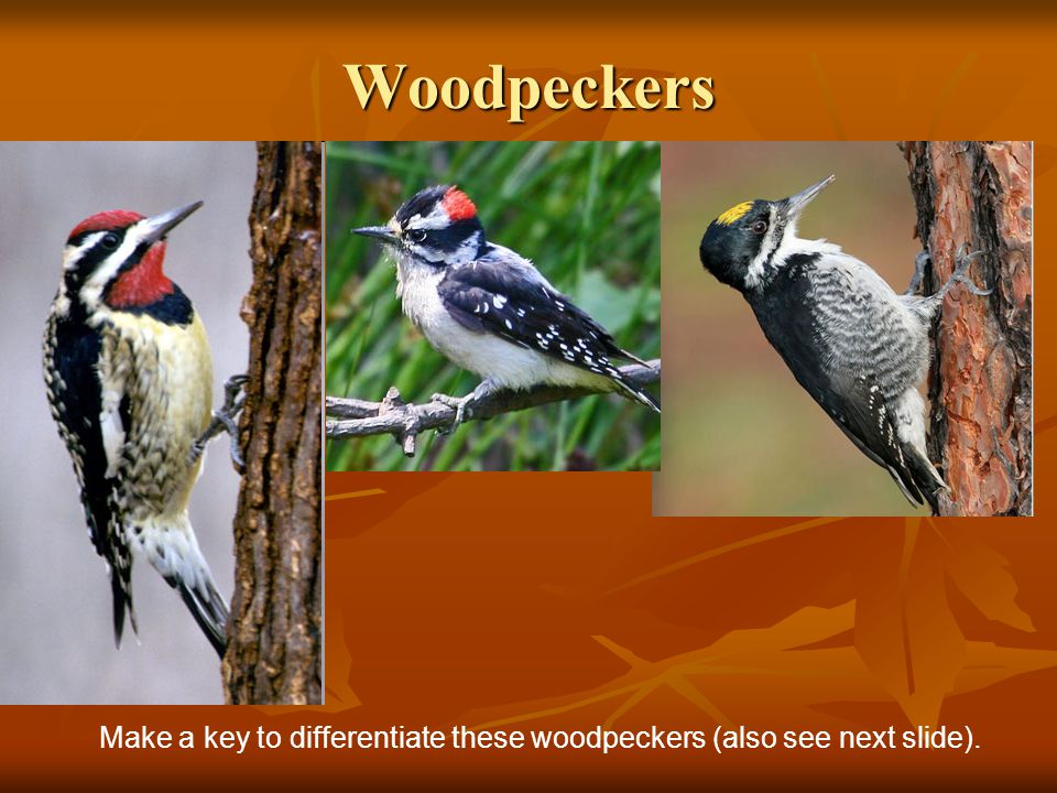 Woodpeckers Make a key to differentiate these woodpeckers (also see next slide).