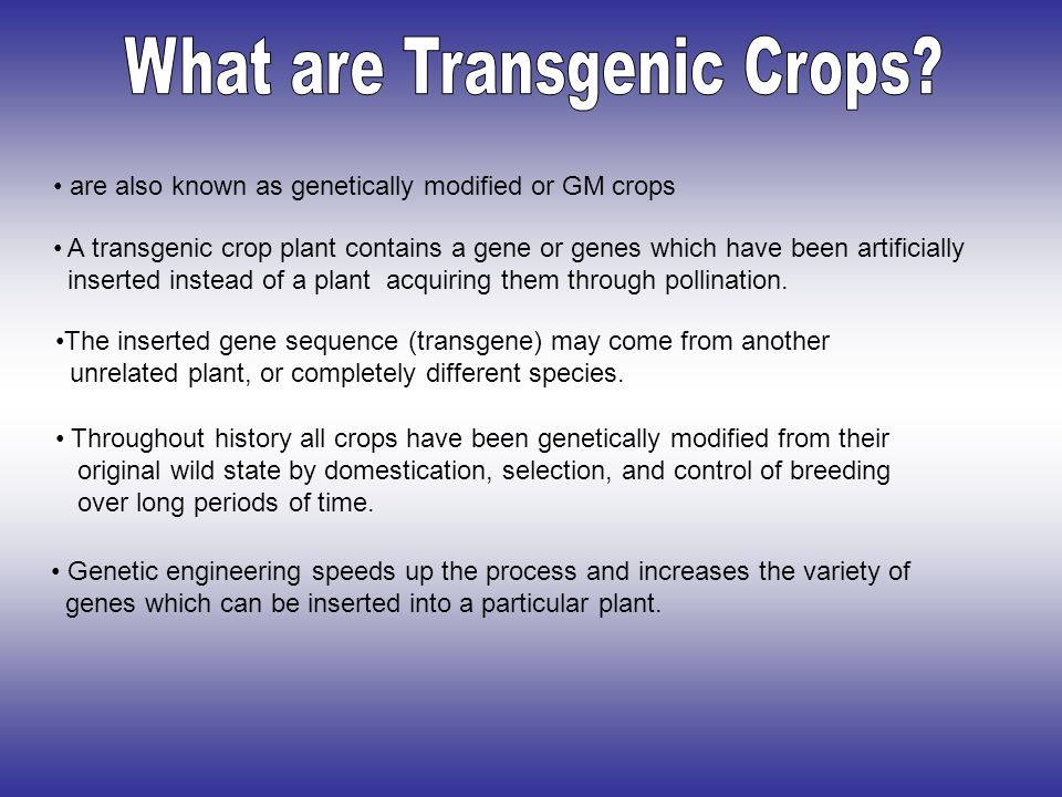 are also known as genetically modified or GM crops A transgenic crop plant contains a gene or genes which have been artificially inserted instead of a plant acquiring them through pollination.