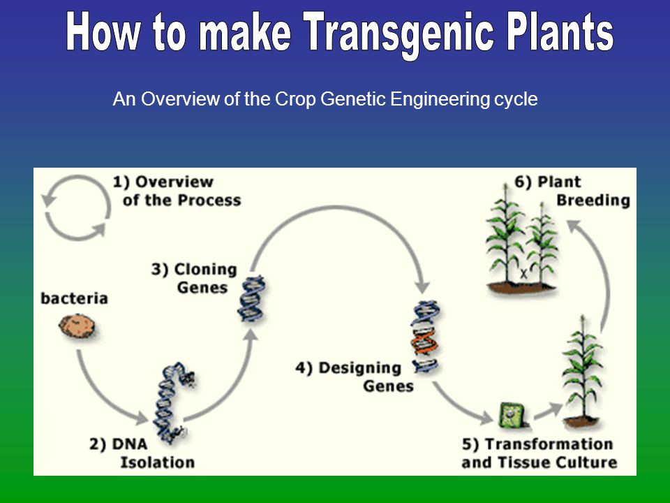 An Overview of the Crop Genetic Engineering cycle
