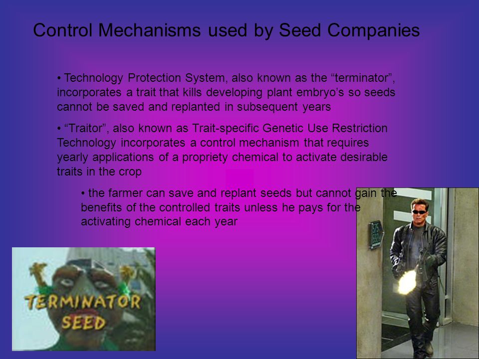 Technology Protection System, also known as the terminator , incorporates a trait that kills developing plant embryo’s so seeds cannot be saved and replanted in subsequent years Traitor , also known as Trait-specific Genetic Use Restriction Technology incorporates a control mechanism that requires yearly applications of a propriety chemical to activate desirable traits in the crop the farmer can save and replant seeds but cannot gain the benefits of the controlled traits unless he pays for the activating chemical each year Control Mechanisms used by Seed Companies