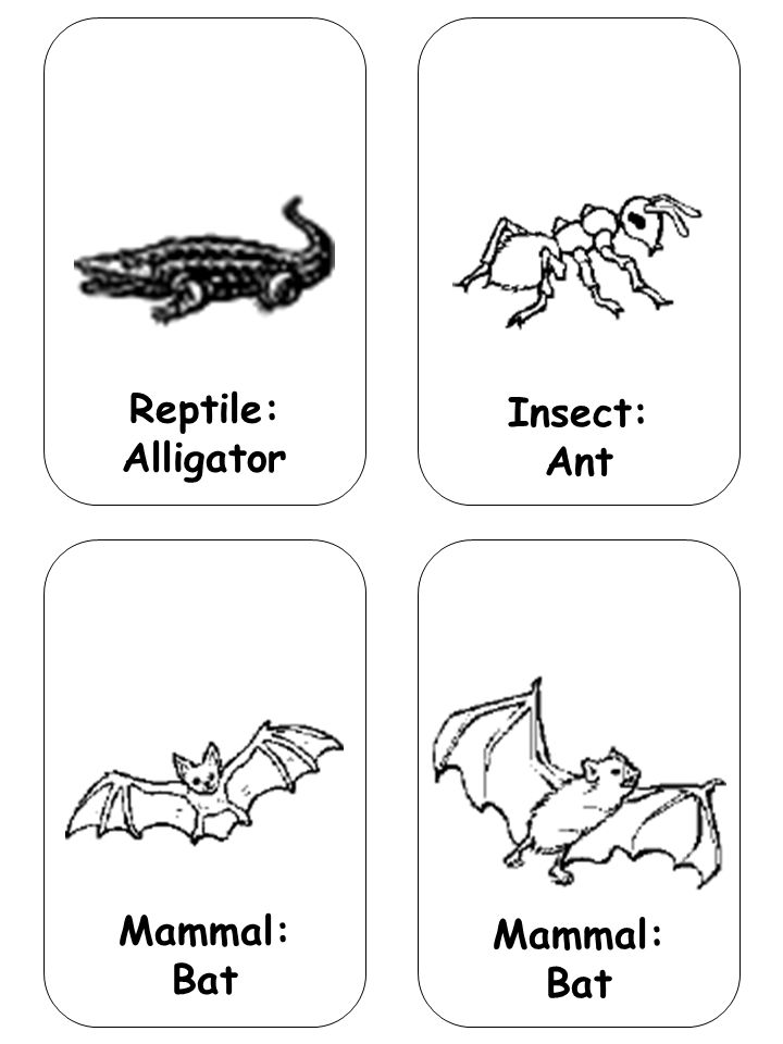 Reptile: Alligator Insect: Ant Mammal: Bat