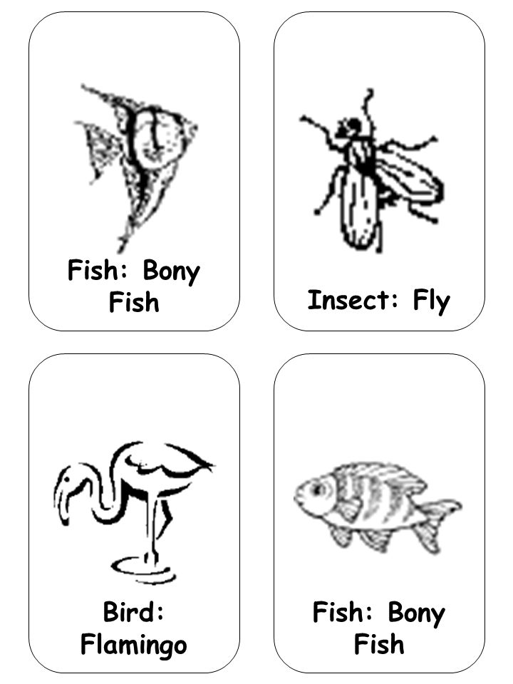 Fish: Bony Fish Insect: Fly Bird: Flamingo Fish: Bony Fish