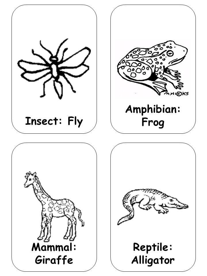 Insect: Fly Amphibian: Frog Mammal: Giraffe Reptile: Alligator